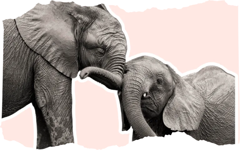 Elephant Day