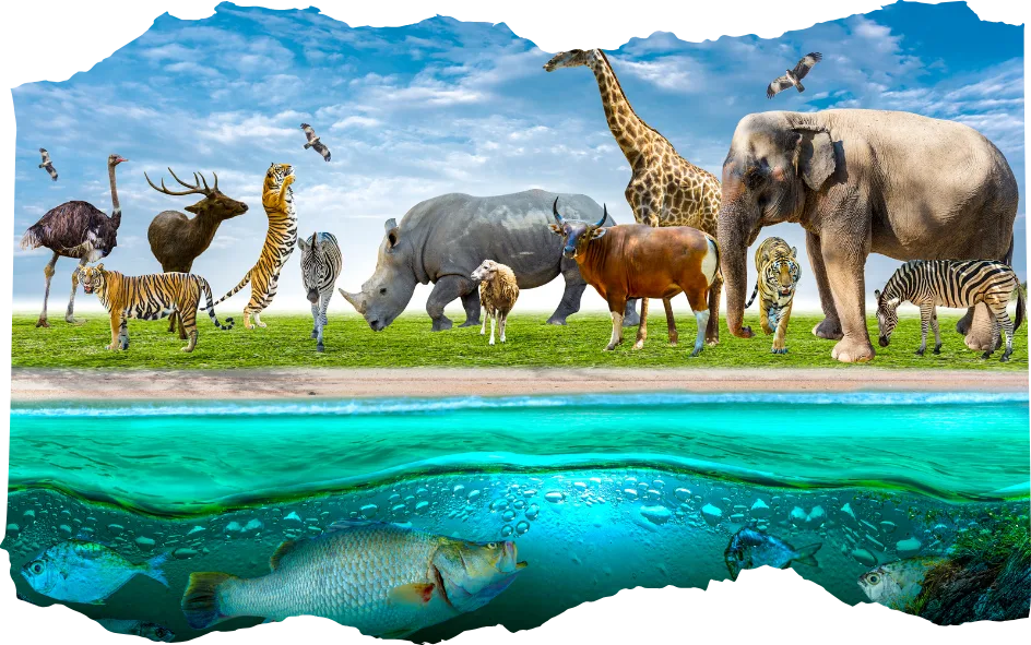 Illustration of wild animals including elephants, giraffes, zebras, tigers, rhinos, deer, birds, and fish in their natural habitats above and below the water.