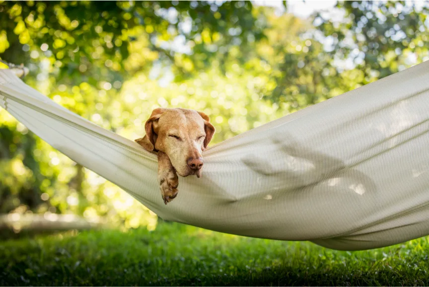 dog relaxing in a hammock