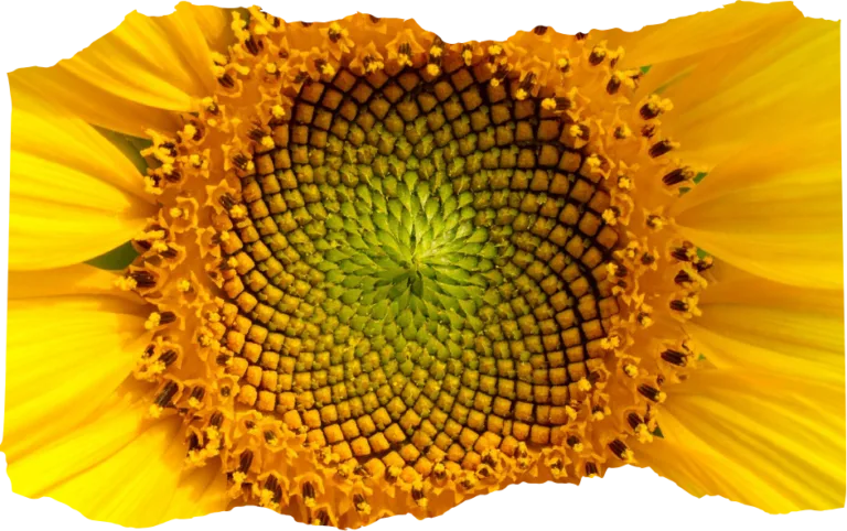 fibonacci day