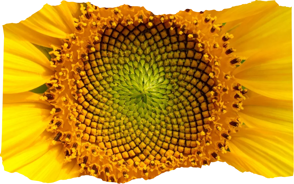 fibonacci day