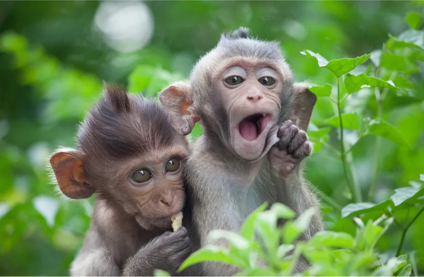 two young monkeys eating green leaves