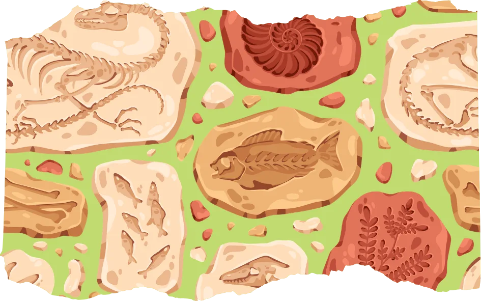 illustrated style image of various types of fossils on a bright green background