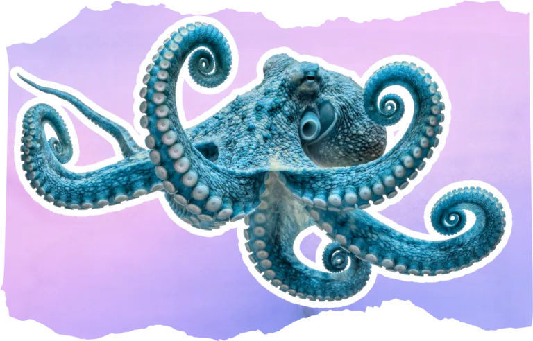 World Octopus Day