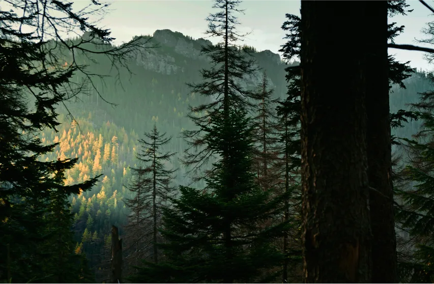 evergreen forest