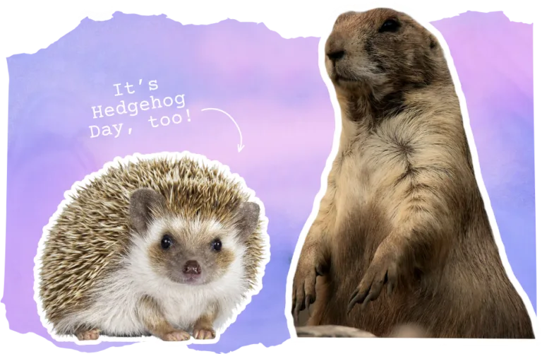 groundhog day