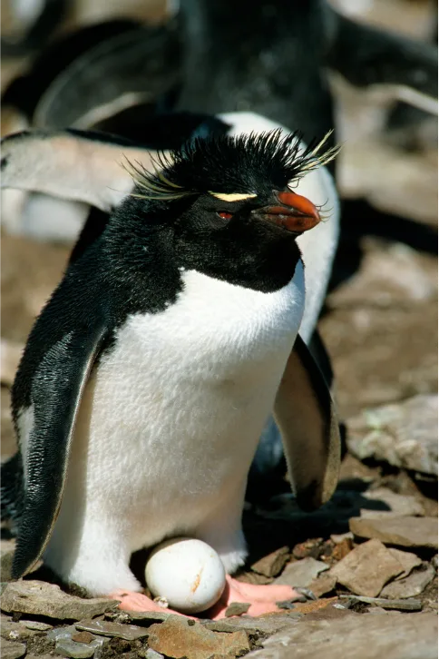 Marcaroni Penguin in Falkland islands with egg