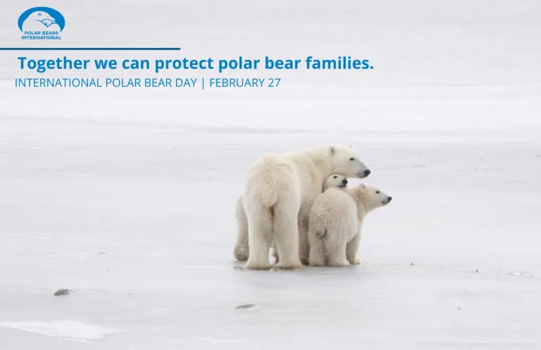 international polar bear day